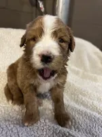 Light blue, a male Bernedoodle for sale in Oswego, NY – 1 of 5