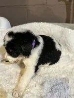 Purple, a female Bernedoodle for sale in Oswego, NY – 4 of 5