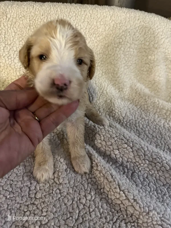 Little one – Bernedoodle puppy for sale in Oswego, NY