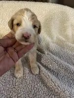 Little one, a male Bernedoodle for sale in Oswego, NY – 1 of 5