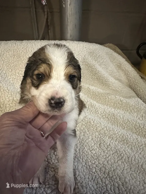 Clifford – Bernedoodle puppy for sale in Oswego, NY