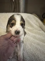 Clifford, a male Bernedoodle for sale in Oswego, NY – 1 of 2