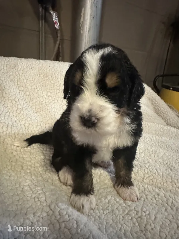 Charlotte  – Bernedoodle puppy for sale in Oswego, NY