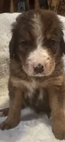Orange, a male Bernedoodle for sale in Oswego, NY – 1 of 3