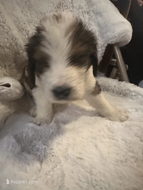 Red – Bernedoodle puppy for sale in Oswego, NY