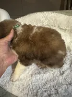 Dark green , a male Bernedoodle for sale in Oswego, NY – 7 of 8