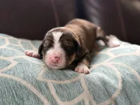 Sady, a female Bernedoodle for sale in Oswego, NY – 2 of 5