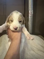 Ophilia, a female Bernedoodle for sale in Oswego, NY – 1 of 8