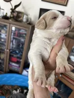 Ophilia, a female Bernedoodle for sale in Oswego, NY – 6 of 8