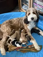 Sady, a female Bernedoodle for sale in Oswego, NY – 4 of 5