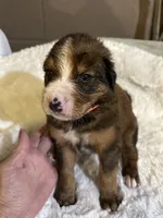 Red, a male Bernedoodle for sale in Oswego, NY – 9 of 9