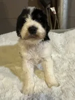 Purple, a female Bernedoodle for sale in Oswego, NY – 3 of 5
