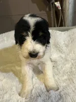 Purple, a female Bernedoodle for sale in Oswego, NY – 5 of 5