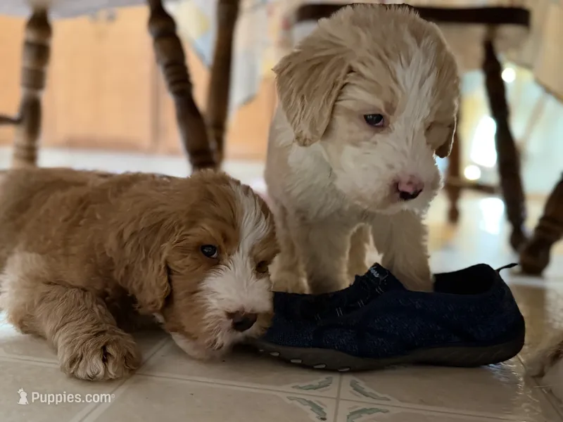 Black collar  – Bernedoodle puppy for sale in Oswego, NY