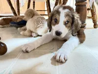 Dark green , a male Bernedoodle for sale in Oswego, NY – 3 of 8