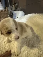 Light pink, a female Bernedoodle for sale in Oswego, NY – 8 of 10