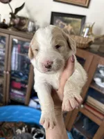 Ophilia, a female Bernedoodle for sale in Oswego, NY – 7 of 8
