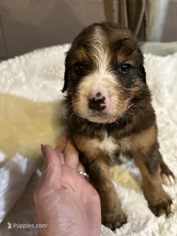 Red – Bernedoodle puppy for sale in Oswego, NY