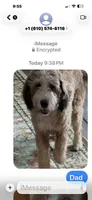 Dark green , a male Bernedoodle for sale in Oswego, NY – 7 of 8