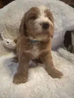 Light blue, a male Bernedoodle for sale in Oswego, NY – 10 of 10