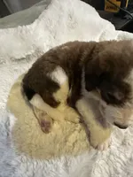 Dark green , a male Bernedoodle for sale in Oswego, NY – 6 of 8