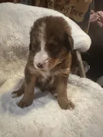 Orange, a male Bernedoodle for sale in Oswego, NY – 3 of 3