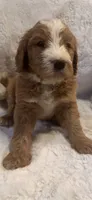 Light blue, a male Bernedoodle for sale in Oswego, NY – 8 of 10