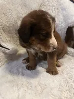 Orange, a male Bernedoodle for sale in Oswego, NY – 2 of 3