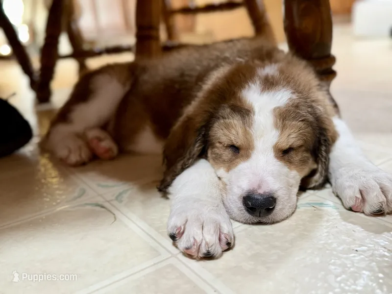 Dark green  – Bernedoodle puppy for sale in Oswego, NY