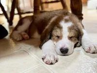 Dark green , a male Bernedoodle for sale in Oswego, NY – 5 of 8