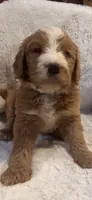 Light blue, a male Bernedoodle for sale in Oswego, NY – 7 of 10
