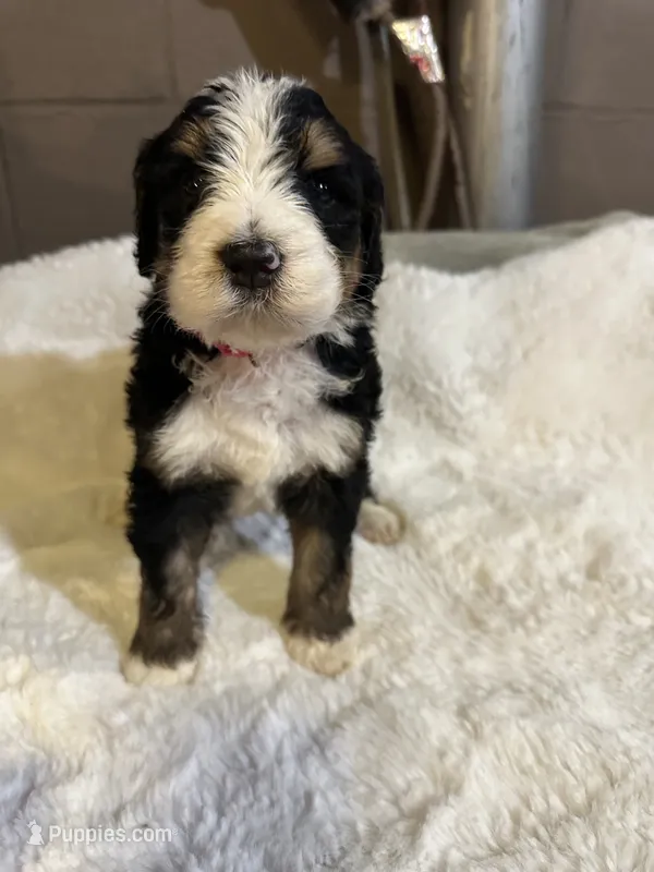 Pink – Bernedoodle puppy for sale in Oswego, NY
