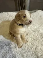 Black collar , a male Bernedoodle for sale in Oswego, NY – 2 of 10
