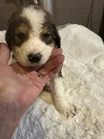 Dark green , a male Bernedoodle for sale in Oswego, NY – 8 of 8