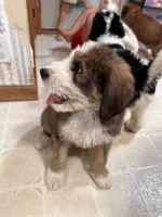Light green, a female Bernedoodle for sale in Oswego, NY – 4 of 4
