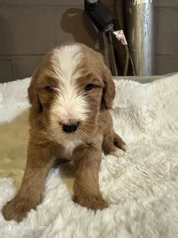 Light blue – Bernedoodle puppy for sale in Oswego, NY