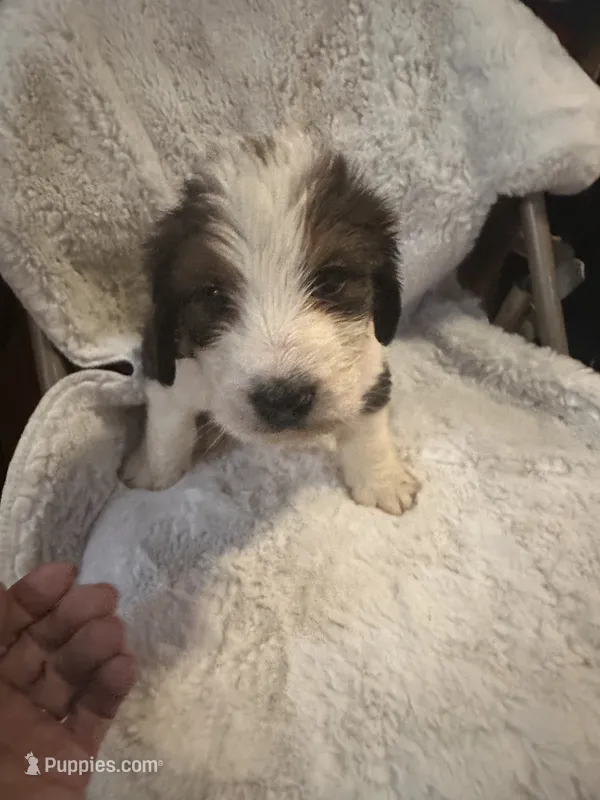 Red – Bernedoodle puppy for sale in Oswego, NY