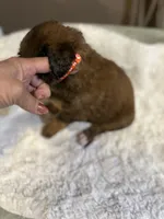 Red, a female Bernedoodle for sale in Oswego, NY – 10 of 10