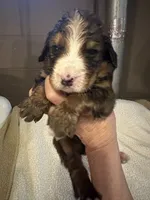 Henry, a male Bernedoodle for sale in Oswego, NY – 2 of 4