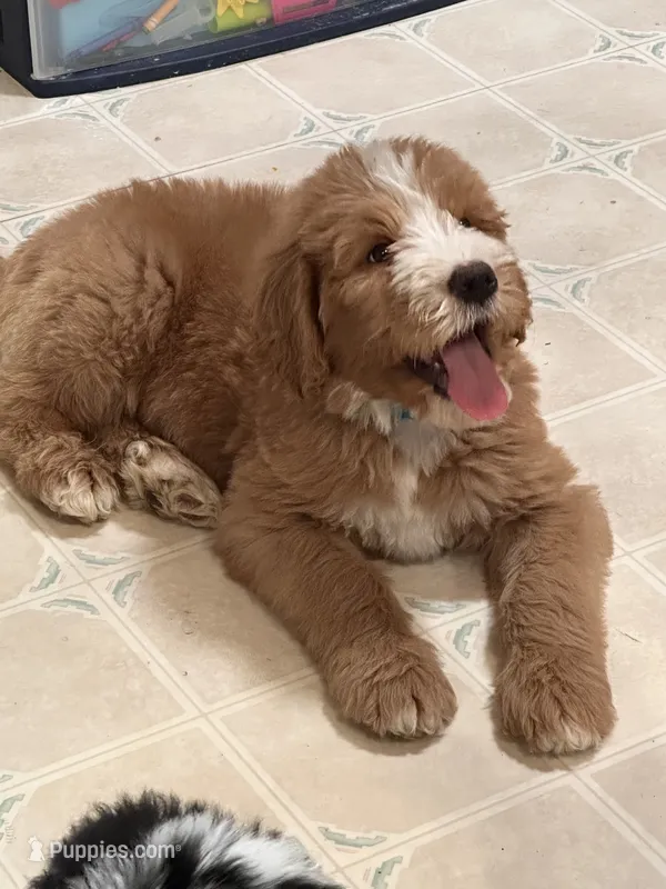 Light blue – Bernedoodle puppy for sale in Oswego, NY