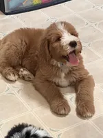 Light blue, a male Bernedoodle for sale in Oswego, NY – 1 of 10
