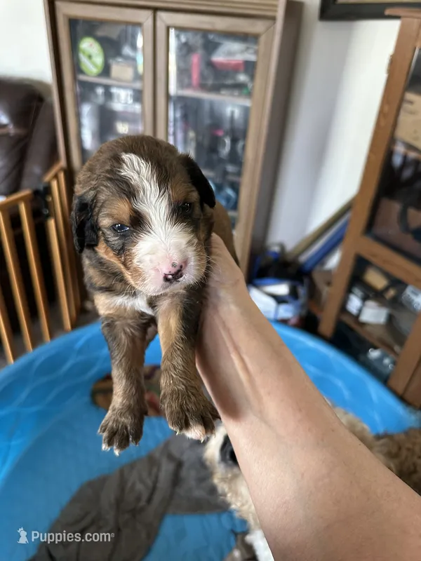 Sady – Bernedoodle puppy for sale in Oswego, NY