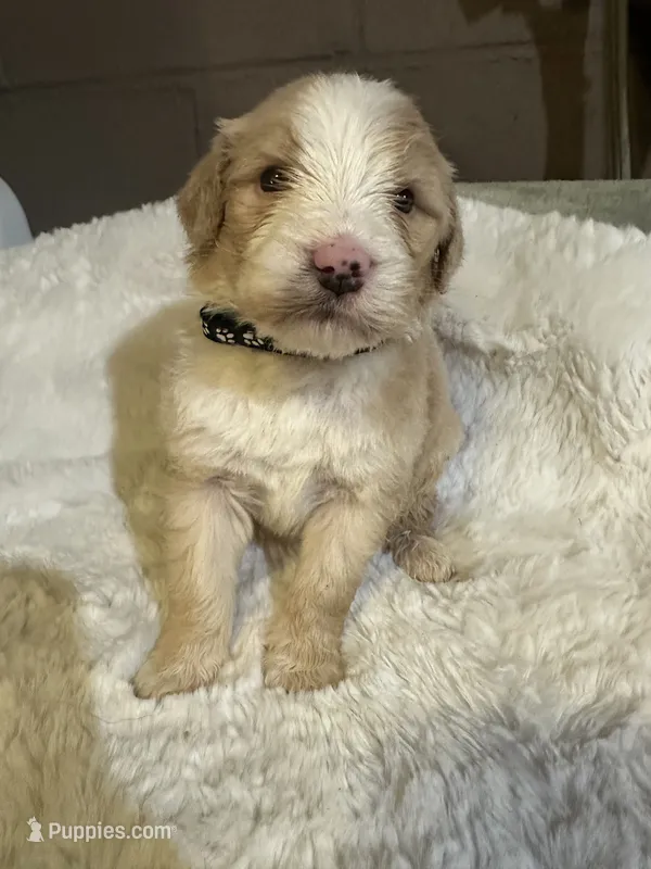 Black collar  – Bernedoodle puppy for sale in Oswego, NY