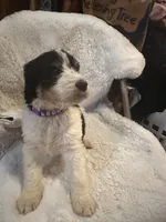 Purple, a female Bernedoodle for sale in Oswego, NY – 5 of 5