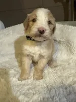 Black collar , a male Bernedoodle for sale in Oswego, NY – 5 of 10