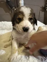 Dark green , a male Bernedoodle for sale in Oswego, NY – 1 of 8