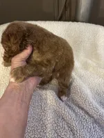 Light blue, a male Bernedoodle for sale in Oswego, NY – 4 of 5