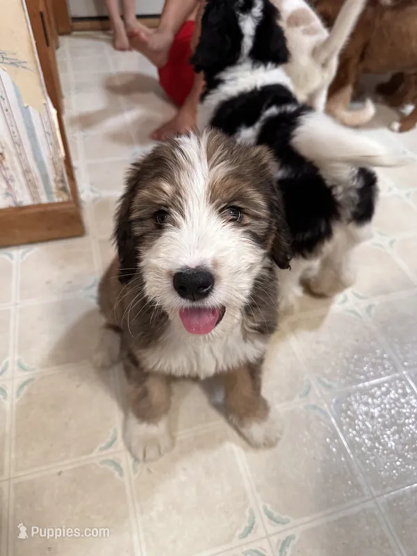 Light green – Bernedoodle puppy for sale in Oswego, NY