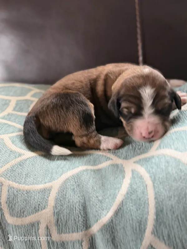 Sady – Bernedoodle puppy for sale in Oswego, NY