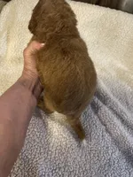 Light blue, a male Bernedoodle for sale in Oswego, NY – 5 of 5